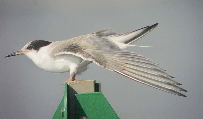 Common Tern