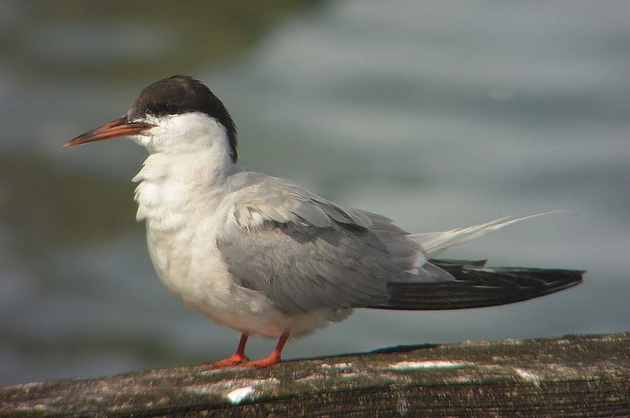 Common Tern