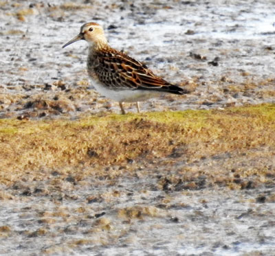 Pectoral Sandpiper
