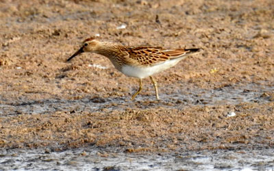 Pectoral Sandpiper