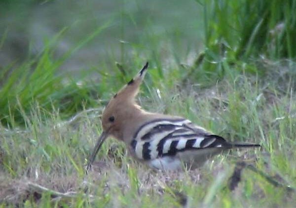 Hoopoe