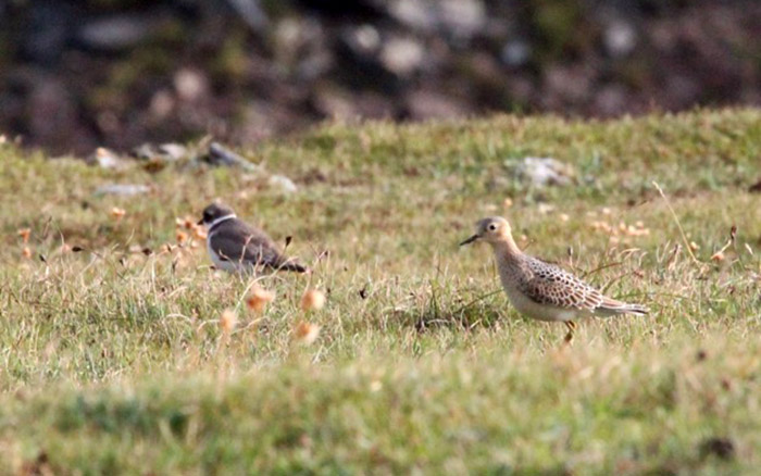 Buff-breasted Sandpiper