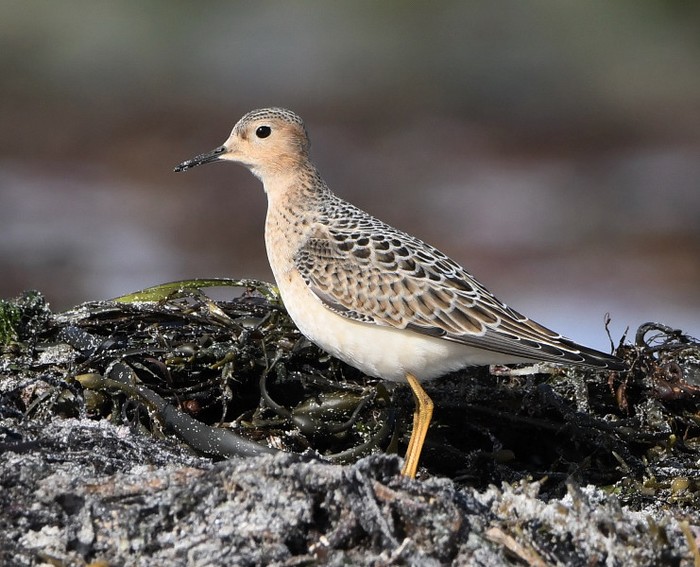 Buff-breasted Sandpiper