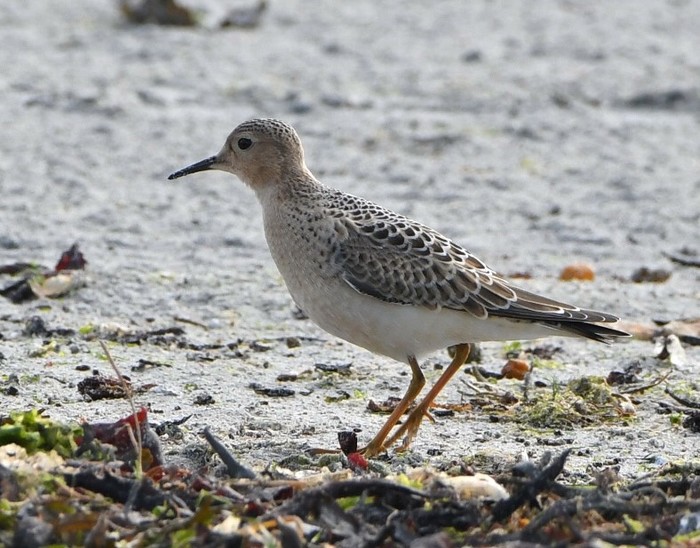 Buff-breasted Sandpiper