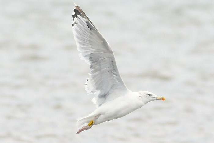 Caspian Gull