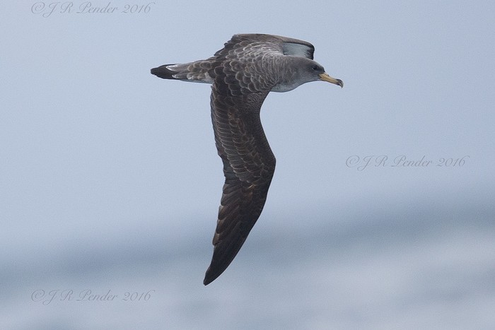 Cory's Shearwater