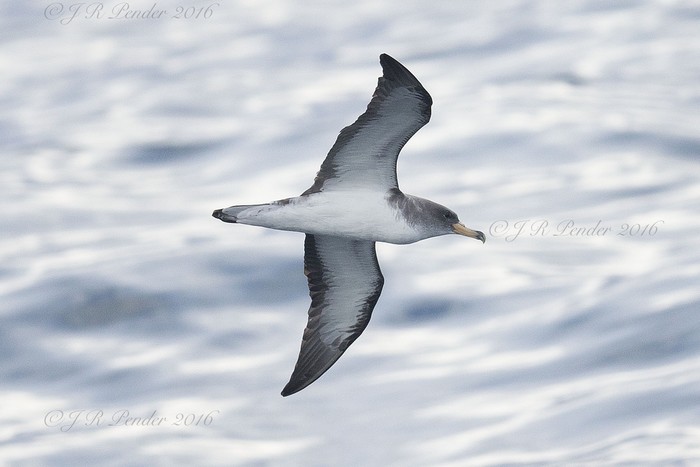 Cory's Shearwater