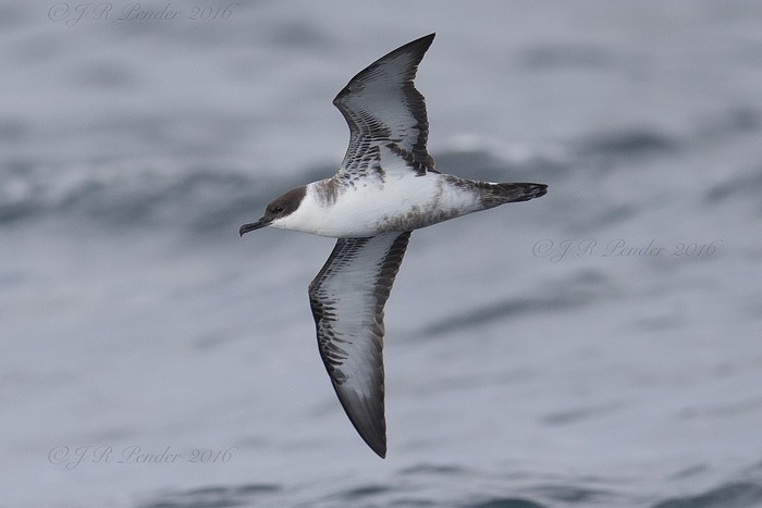 Great Shearwater