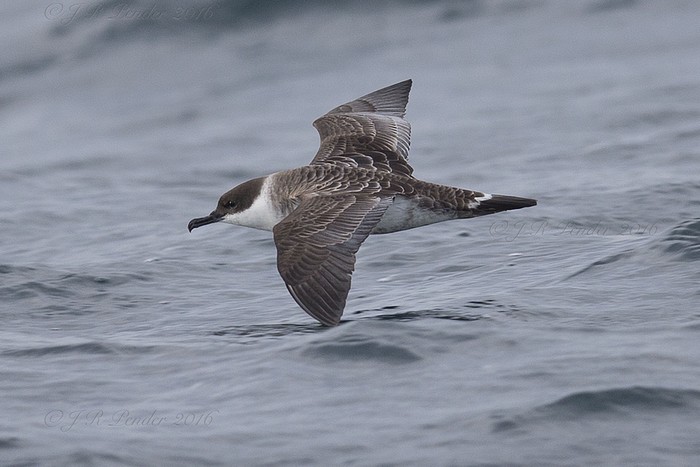 Great Shearwater