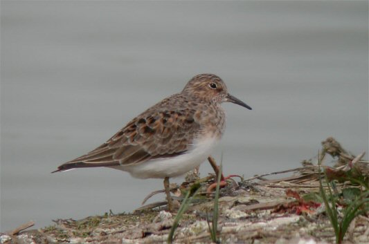 Temminck's Stint