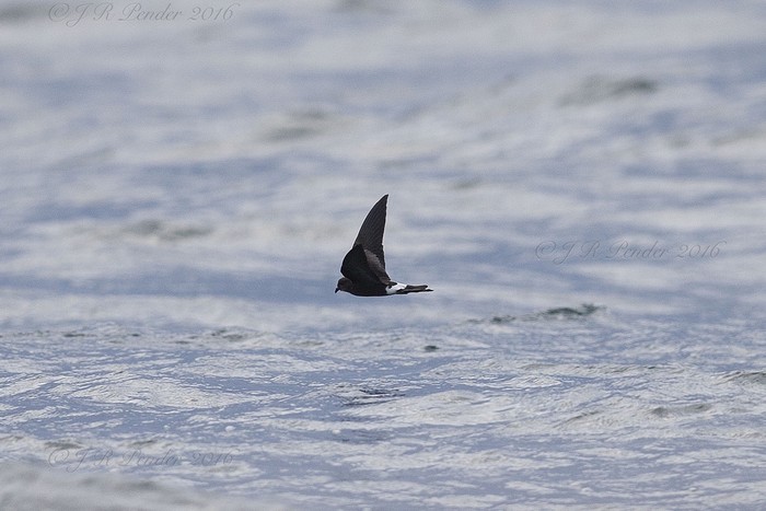 Wilson's Petrel