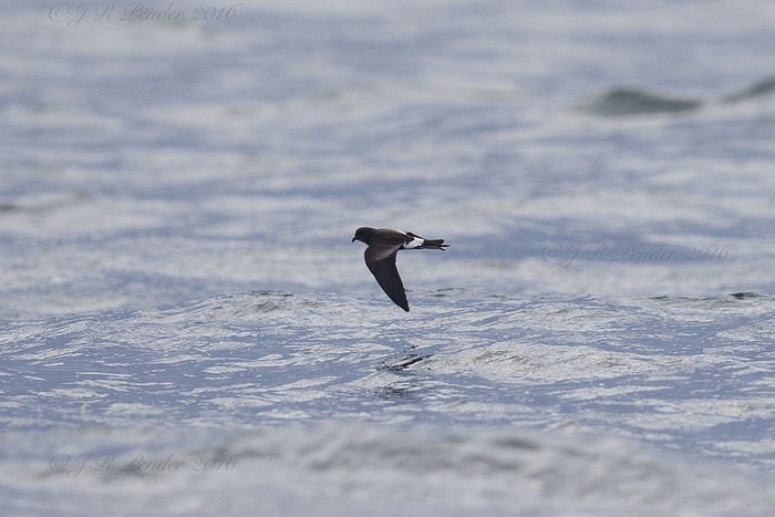 Wilson's Petrel