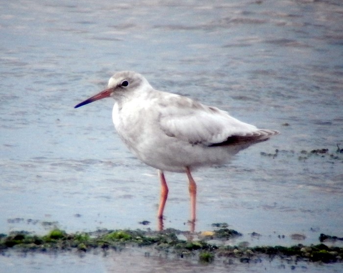 Redshank