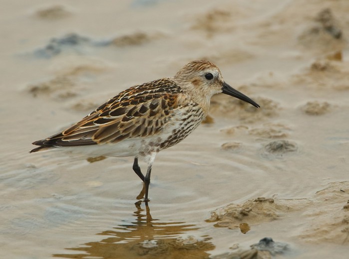 Dunlin