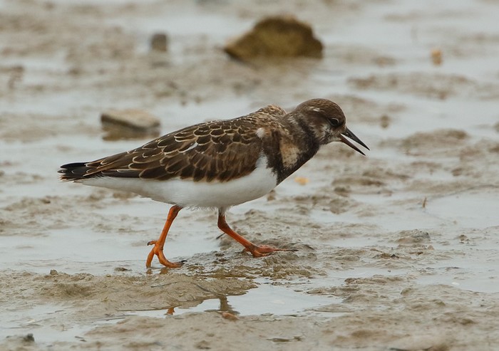 Turnstone