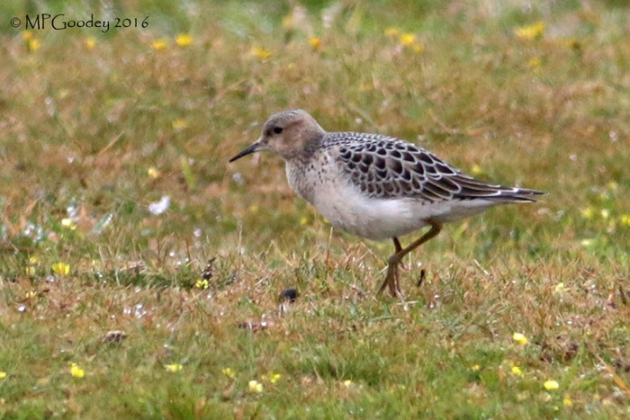 Buff-breasted Sandpiper