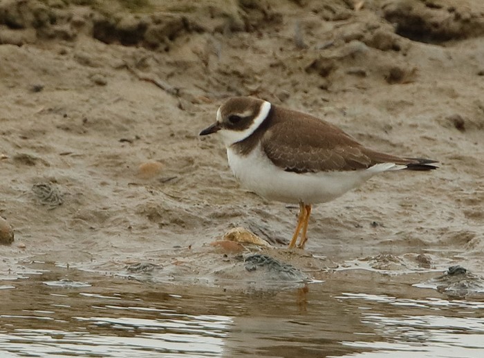 Ringed Plover