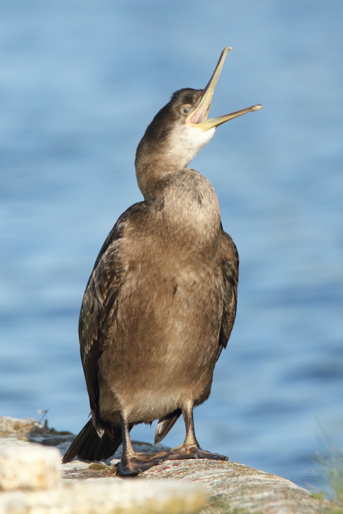 Shag