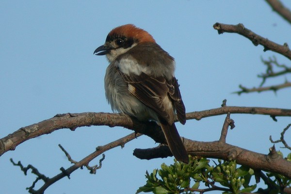 Woodchat Shrike