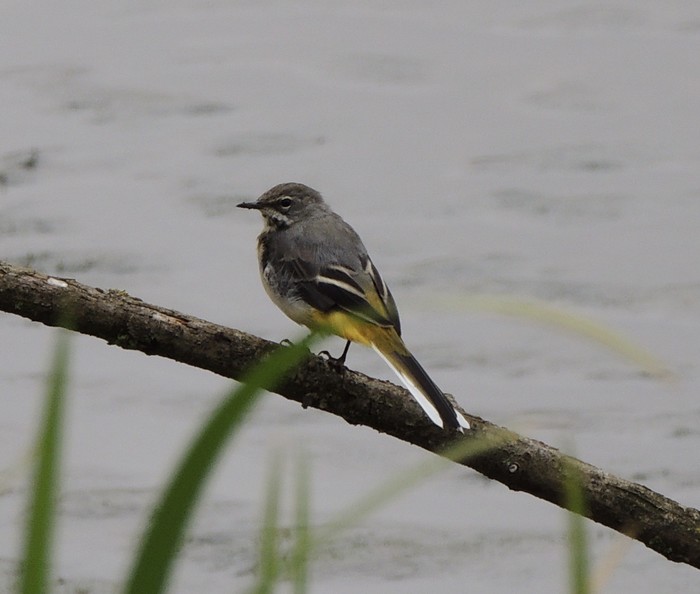 Grey Wagtail