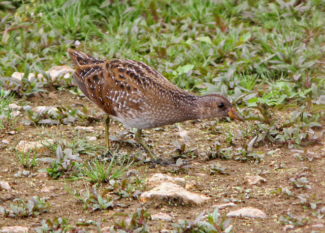 Spotted Crake