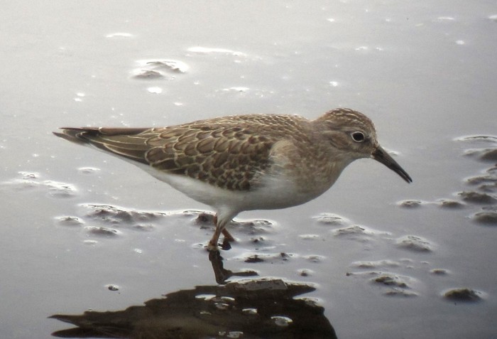 Temminck's Stint