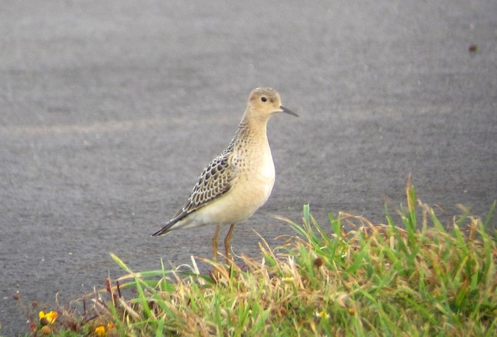 Buff-breasted Sandpiper