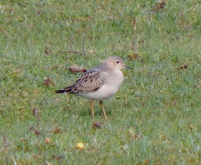Buff-breasted Sandpiper
