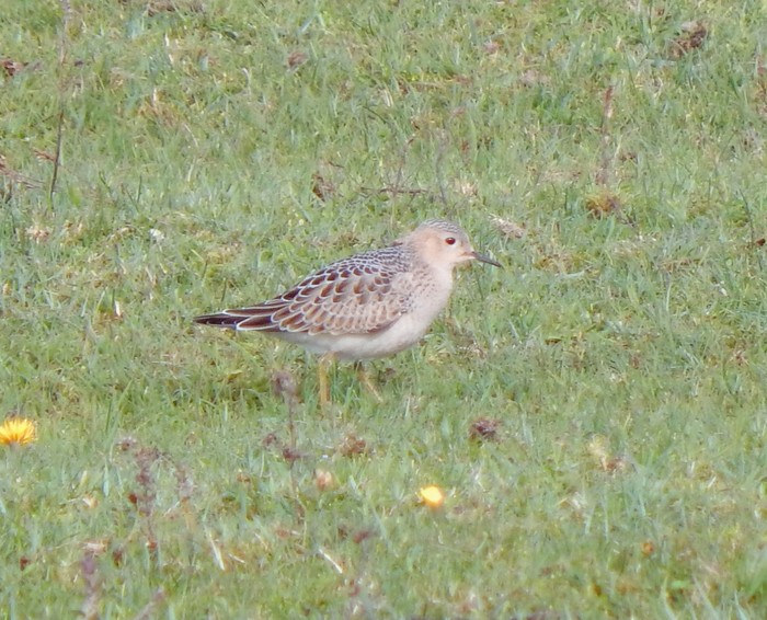 Buff-breasted Sandpiper