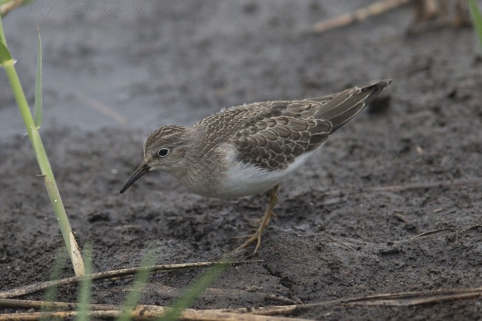Temminck's Stint