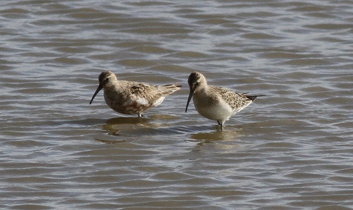 Curlew Sandpiper