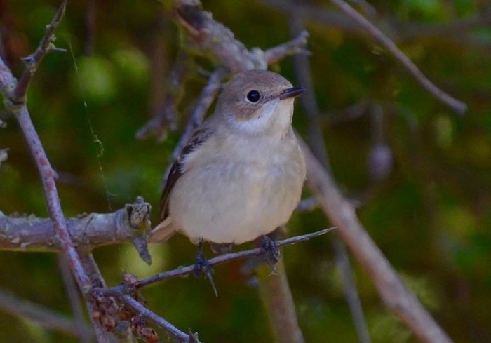 Pied Flycatcher