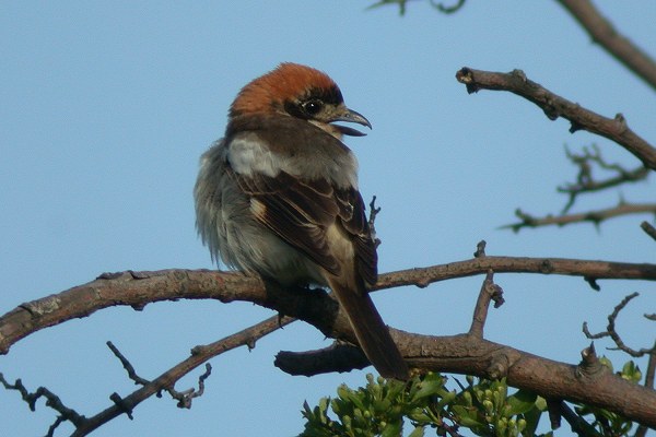 Woodchat Shrike