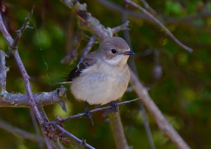 Pied Flycatcher