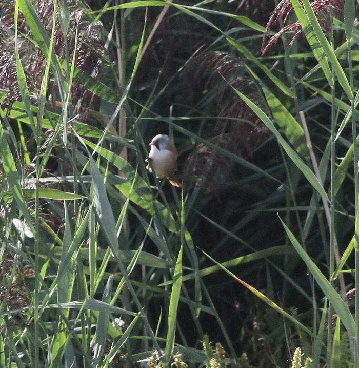 Bearded Tit