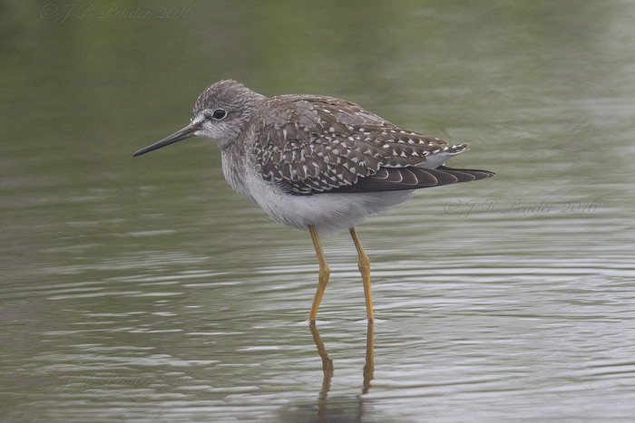 Lesser Yellowlegs