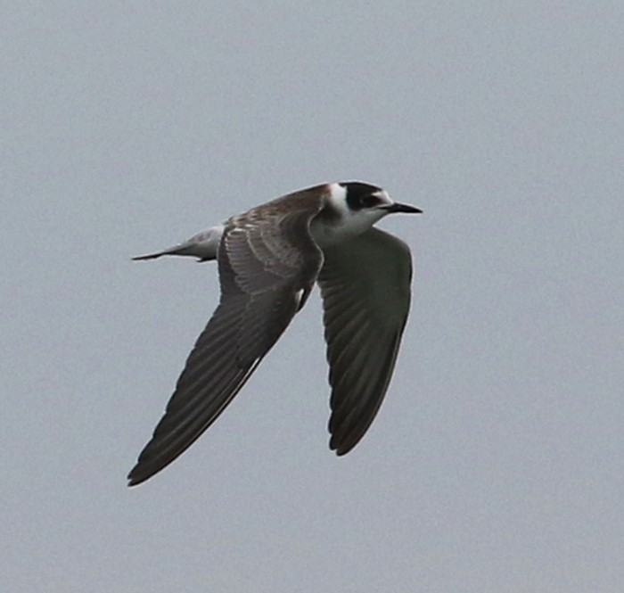 Black Tern