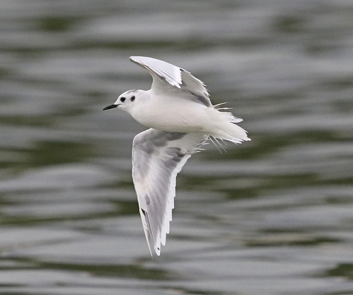 Little Gull