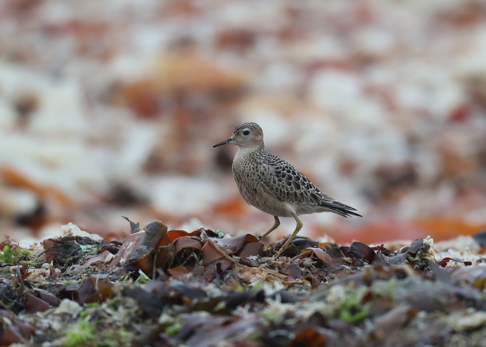 Buff-breasted Sandpiper