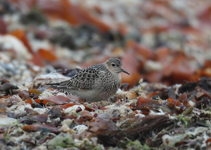 Buff-breasted Sandpiper