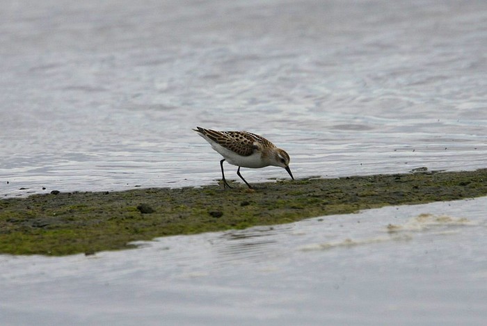 Little Stint