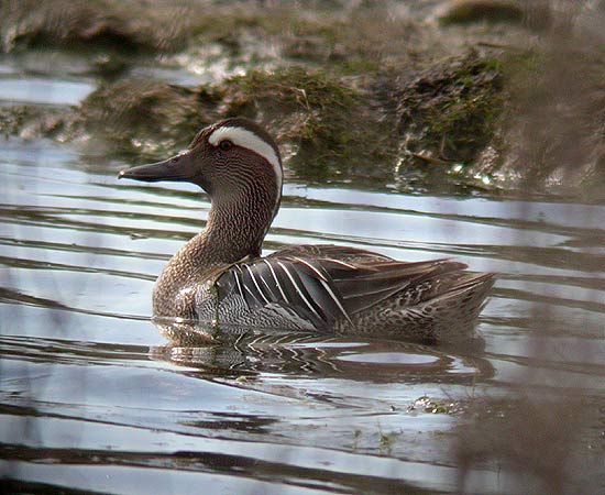 Garganey