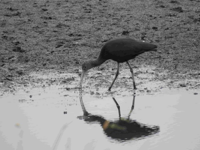 Glossy Ibis
