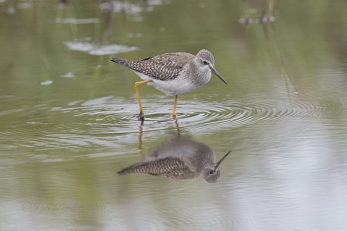 Lesser Yellowlegs