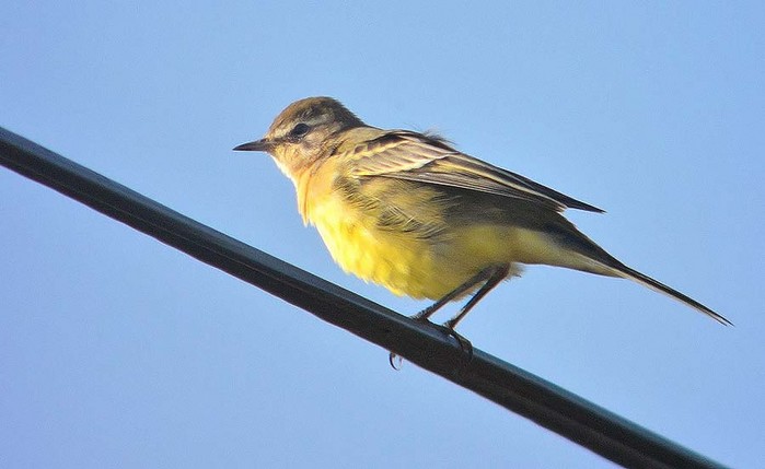 Yellow Wagtail