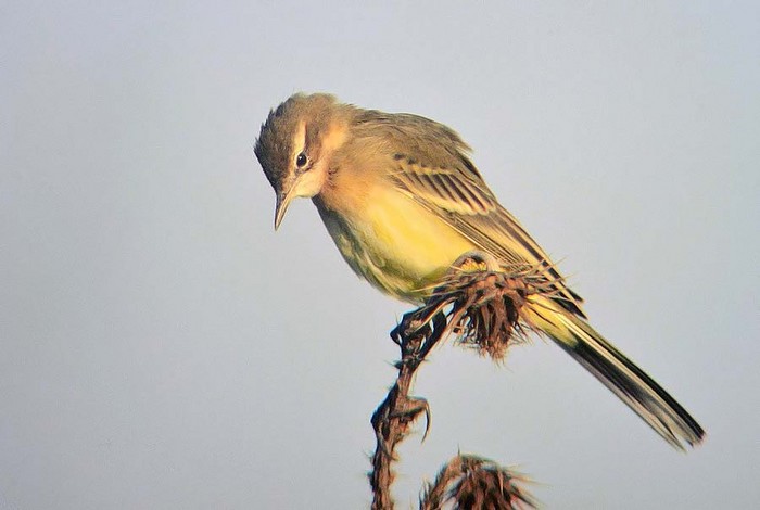 Yellow Wagtail