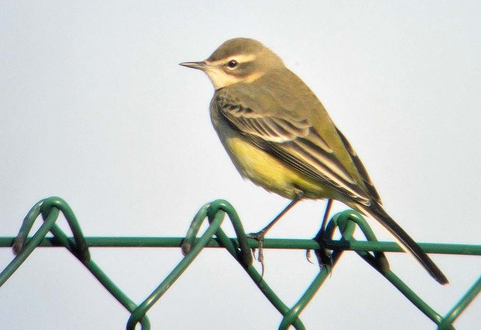 Yellow Wagtail