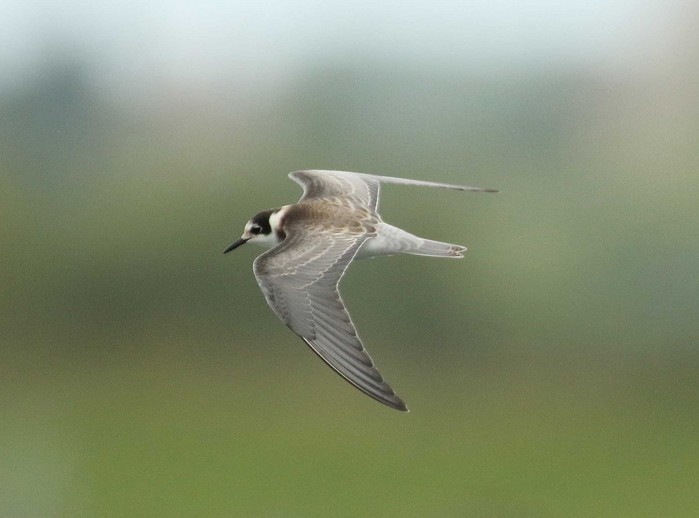 Black Tern