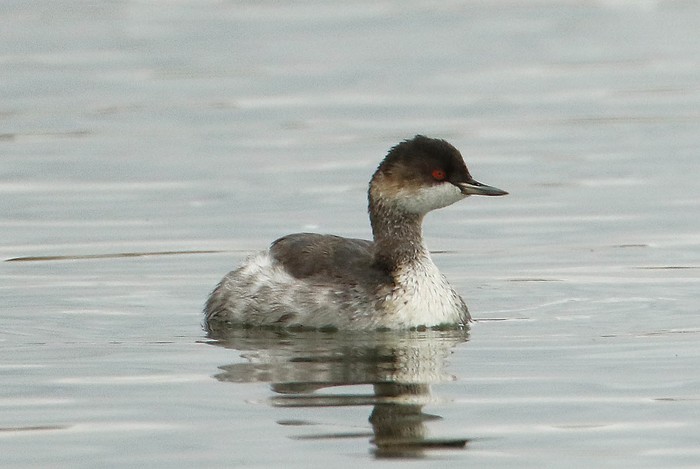 Black-necked Grebe