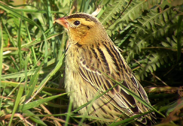 Bobolink